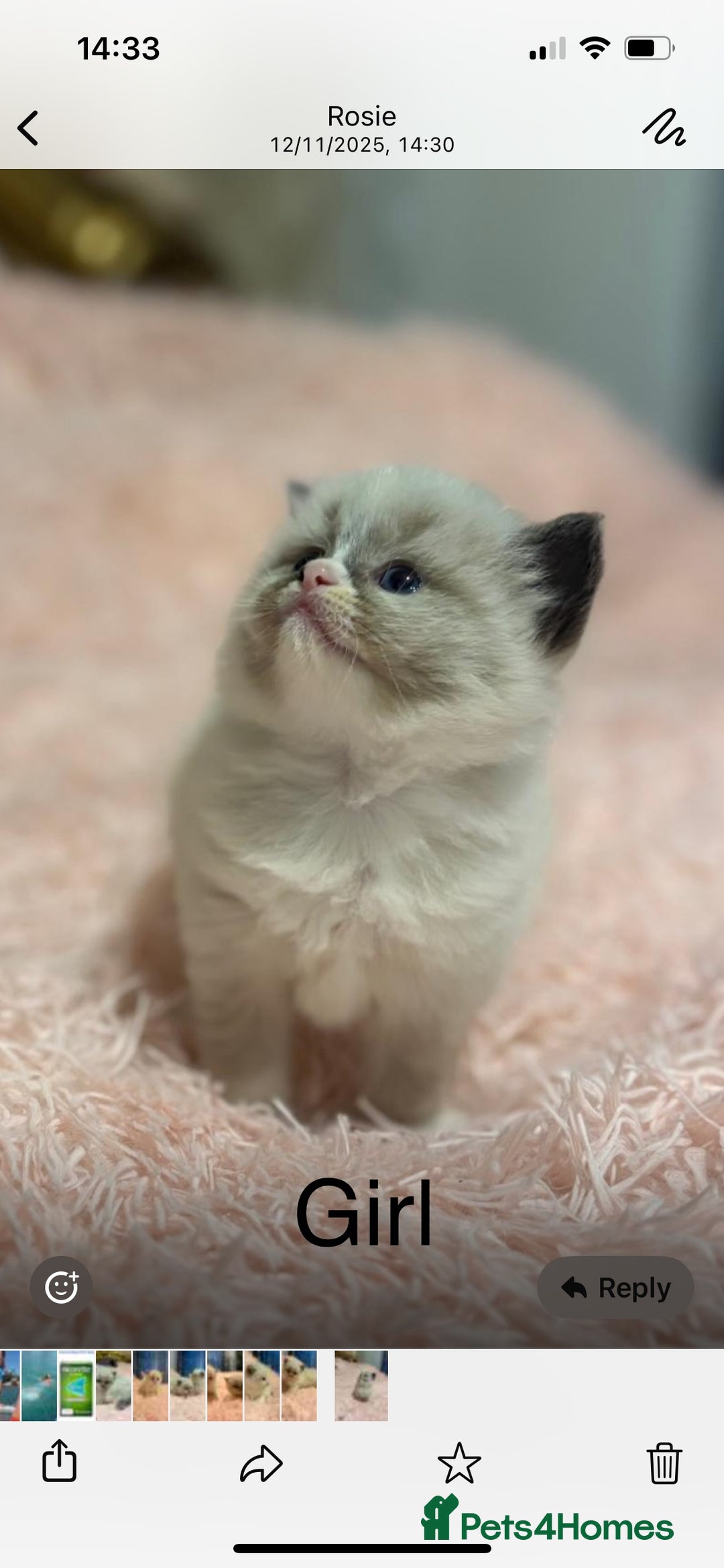 Ragdoll cats for sale: Beautiful ragdolls - Advert 3