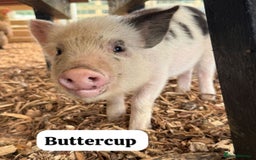 Pig livestock for sale: Just 2 Irresistible Mini Pigs left !  in Colchester - Image 1