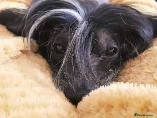 Chinese Crested dogs for stud in Sheffield - Advert 1