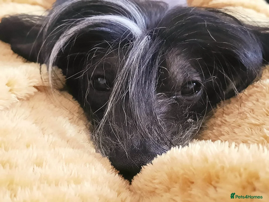 Chinese Crested dogs for stud: True hairless boy ready for stud in Sheffield - Advert 1