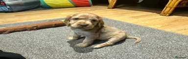 Cocker Spaniel Puppy 1