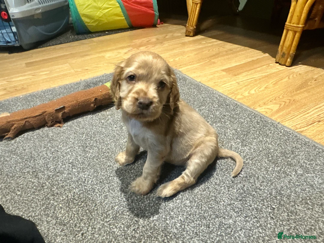 Cocker Spaniel dogs for sale: Beautiful show type chocolate and gold girls - Advert 12