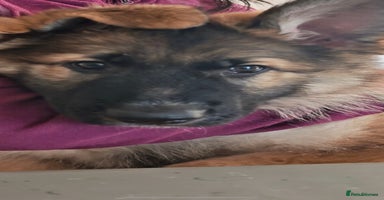 German Shepherd dogs - Advert 1