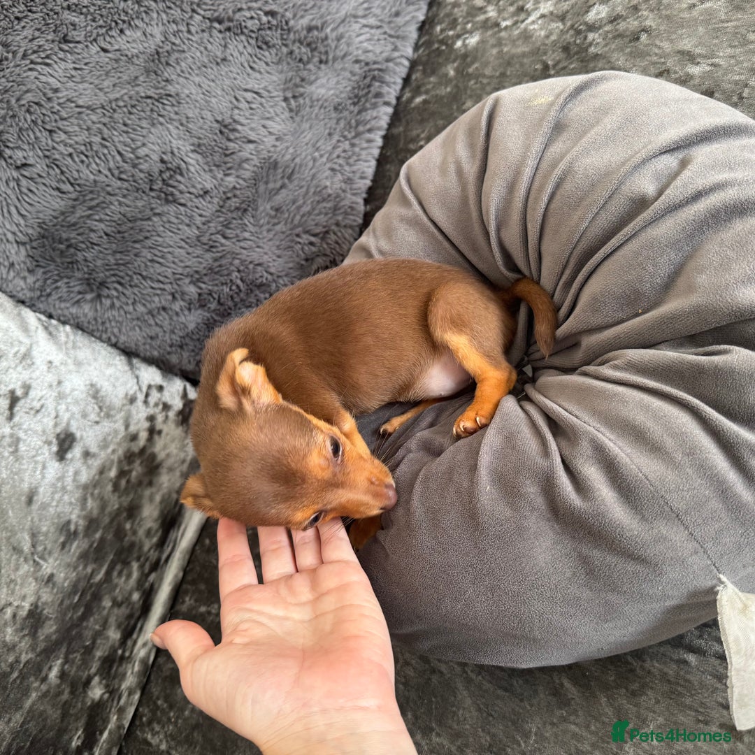 Jack Russell dogs for sale: Miniature Jack Russell puppies Ready to leave in Gillingham - Image 11