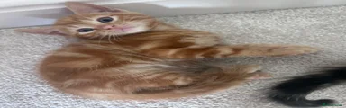 Domestic Shorthair 4