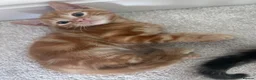 Domestic Shorthair cats for sale: 4 male, 1 female kitten  - Advert 13