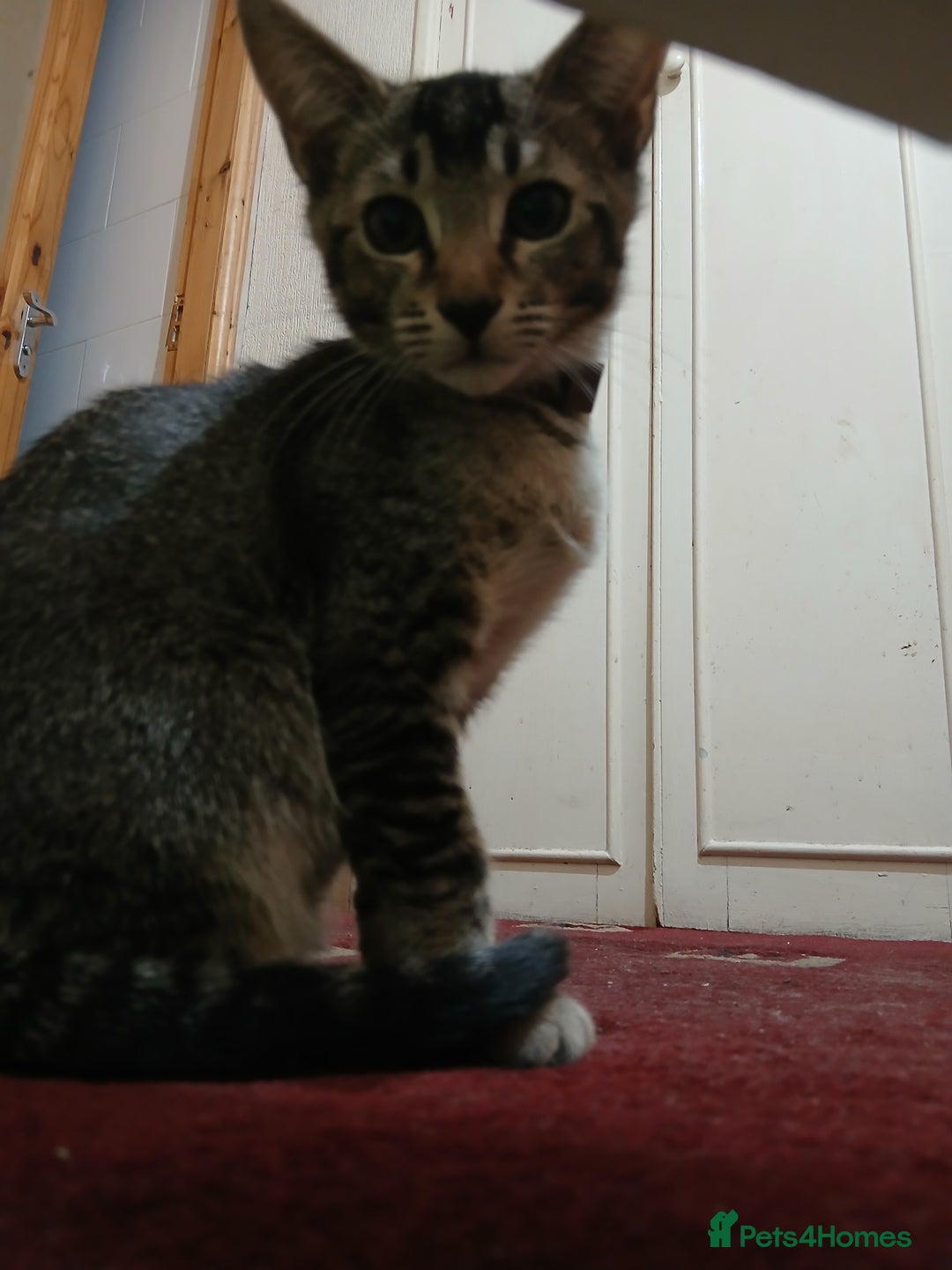 Oriental cats for sale: 1 girls  - Advert 3