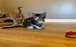 Bengal cats for sale: Ava’s Finest Pure Bengals, THREE Kittens Left. . . in Northampton - Image 35