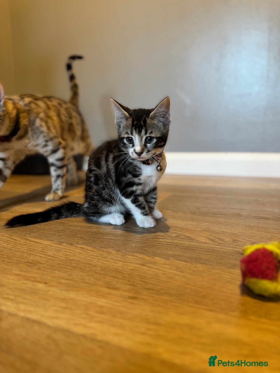 Bengal cats for sale: Ava’s Finest Pure Bengals, THREE Kittens Left. . . in Northampton - Image 35