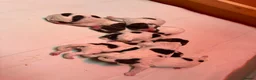 English Springer Spaniel dogs for sale: KC Reg Springer Spaniel Puppies - Horsham in Horsham - Advert 3