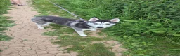 Siberian Husky dogs for sale: Siberian husky for sale  in Exeter - Advert 13