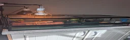 Dragon reptiles for sale: Rankin Dragon (Dwarf Bearded Dragon) + Set up - Advert 6