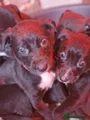 Mixed Breed dogs Bull cross ,lurcher  - Advert 17