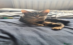 Bengal cats for sale: Mixed bengal kittens   - Image 12