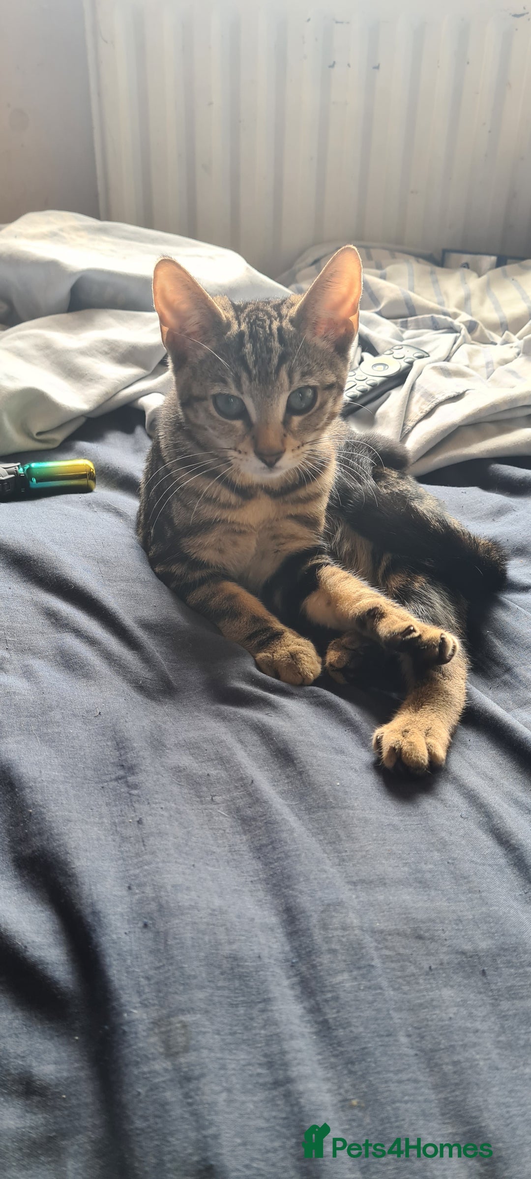 Bengal cats for sale: Mixed bengal kittens   - Image 12