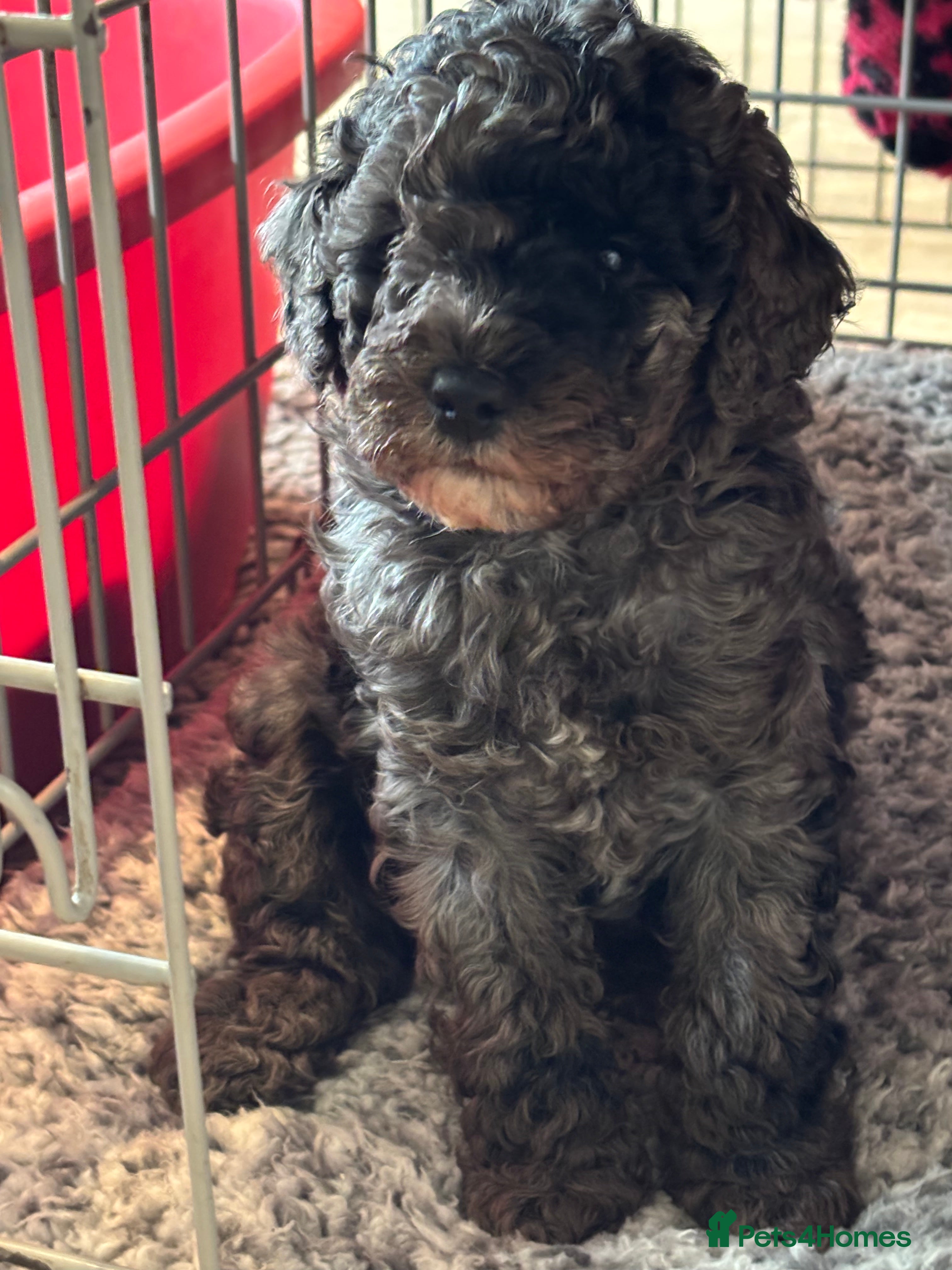 Poochon dogs Gorgeous Merle boy Poochon Puppy - Advert 14