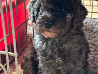 Poochon dogs Gorgeous Merle boy Poochon Puppy - Advert 6