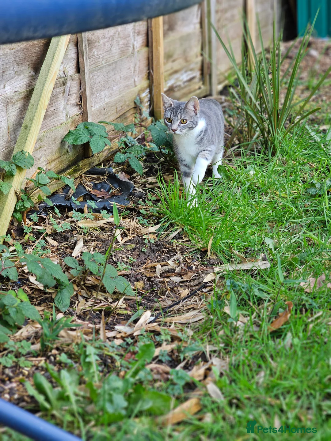 British Shorthair cats for sale: FREE ASAP 3 cats for rehoming due to moving abroad - Advert 11