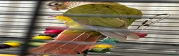 Conures birds for sale:  2 Beautiful conures for sale - Advert 7