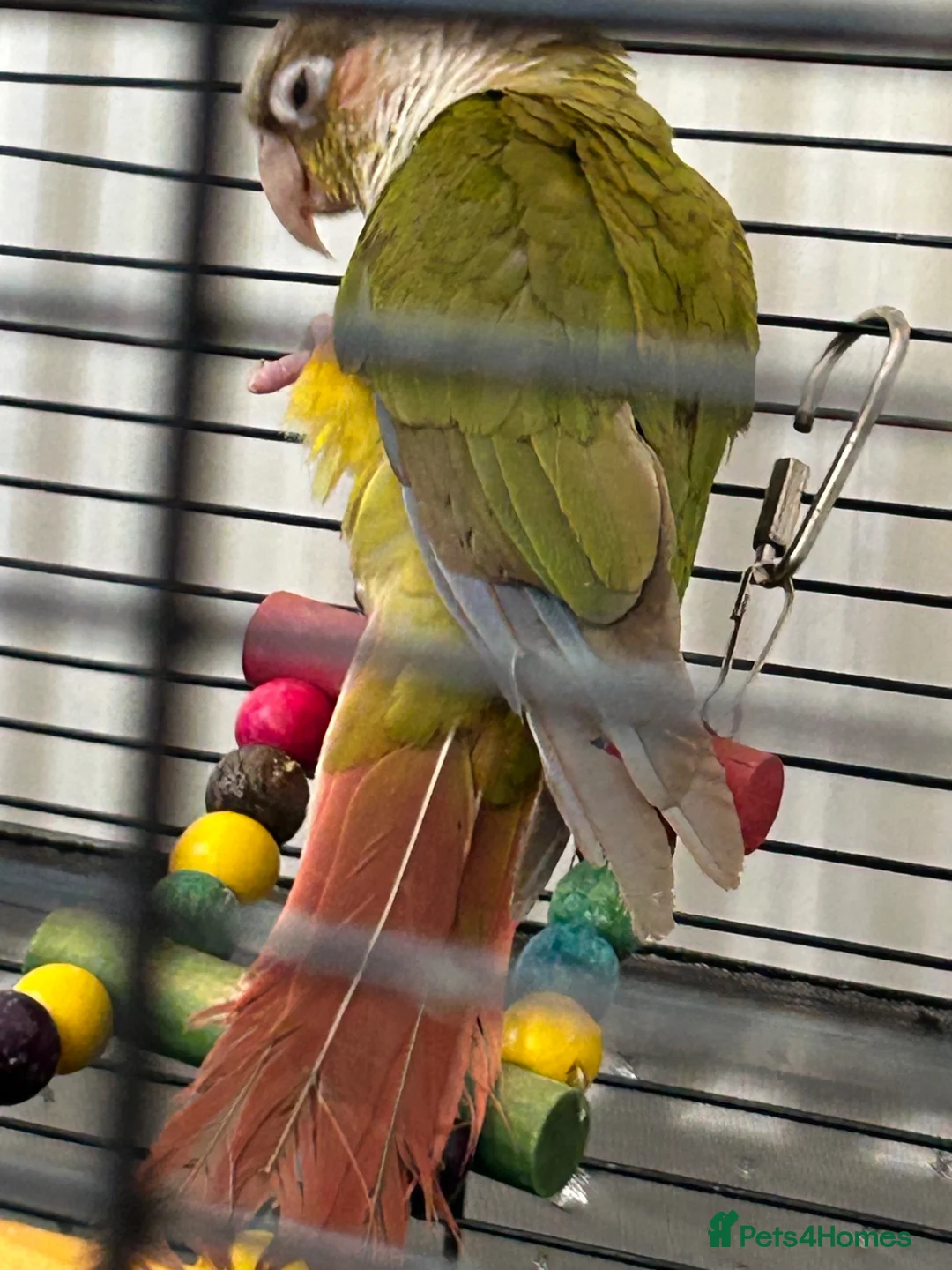 Conures birds for sale:  2 Beautiful conures for sale - Advert 7