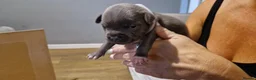 Staffordshire Bull Terrier dogs for sale: Beautiful Staffordshire Bull Terrier Puppies in Stockport - Advert 10