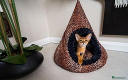 Abyssinian cats for sale:  Champions  Line Romeo-TICA reg. Abyssinian Beauty - Image 15