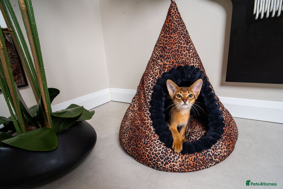 Abyssinian cats for sale:  Champions  Line Romeo-TICA reg. Abyssinian Beauty - Image 15