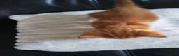 Mixed Breed cats for sale:  7 weeks old Gorgeous kittens  - Advert 8