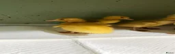 Ducks poultry for sale: Runner duck ducklings  - Advert 2
