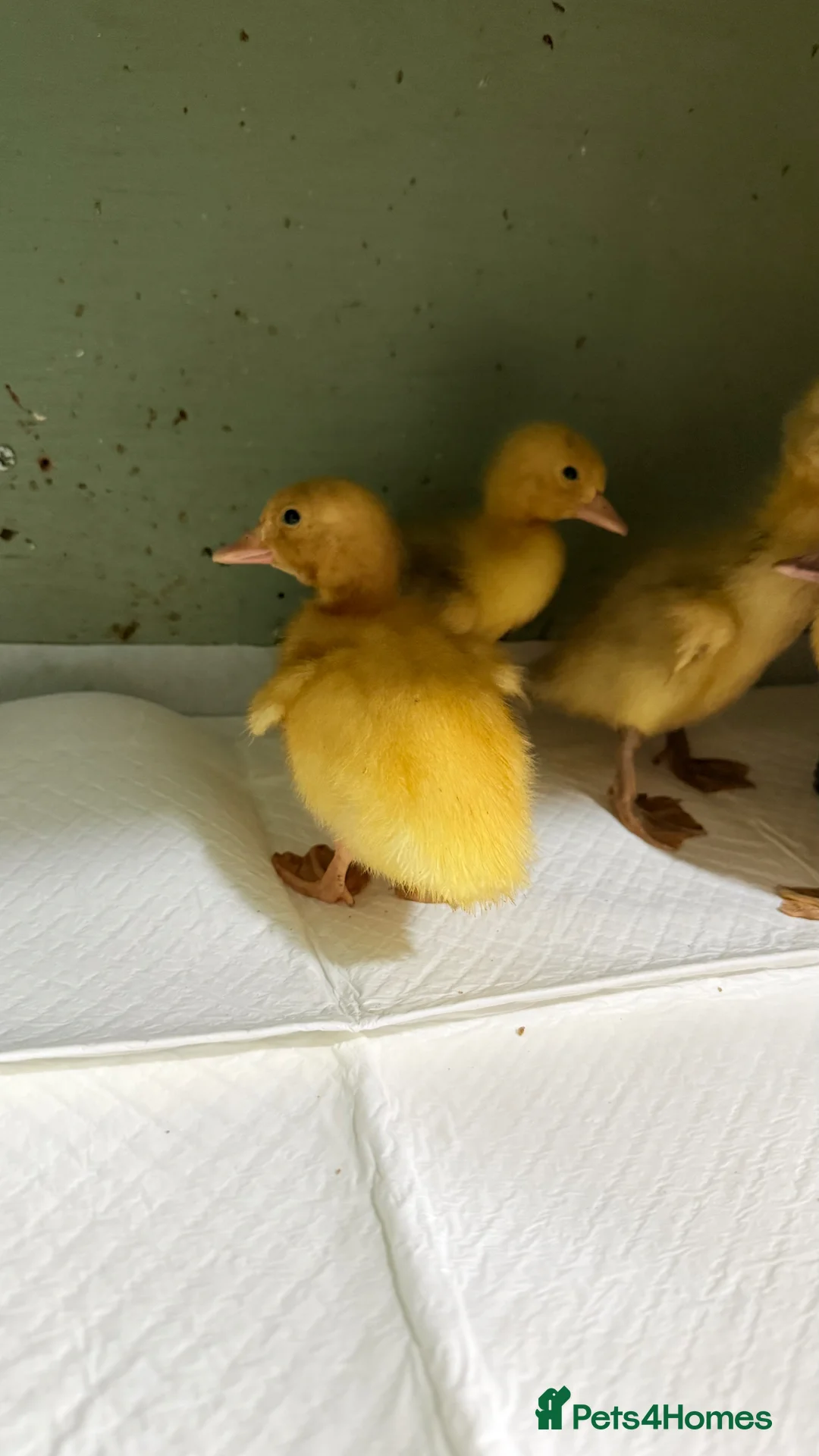 Ducks poultry for sale: Runner duck ducklings  - Advert 2