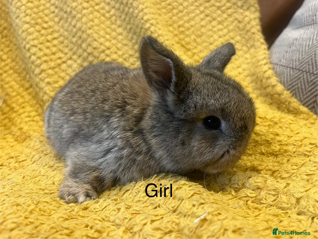 Mini Lop rabbits for sale: Mini lops  and mini double maned lionheads  - Advert 24