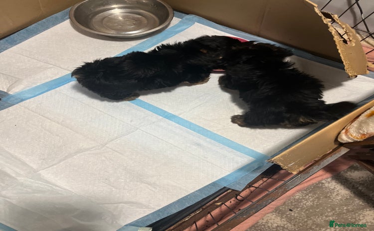 Yorkshire Terrier dogs - Advert 6