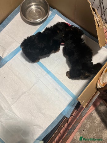 Yorkshire Terrier dogs - Advert 1