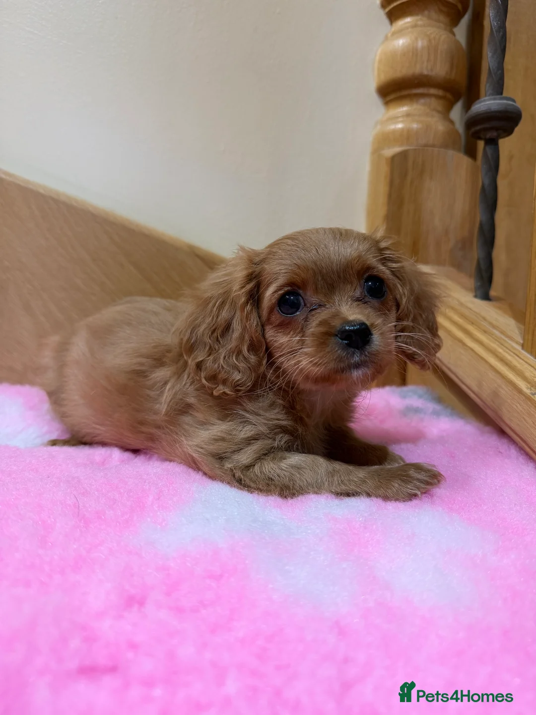 Cavapoochon dogs for sale: Cavapoochon - Advert 21