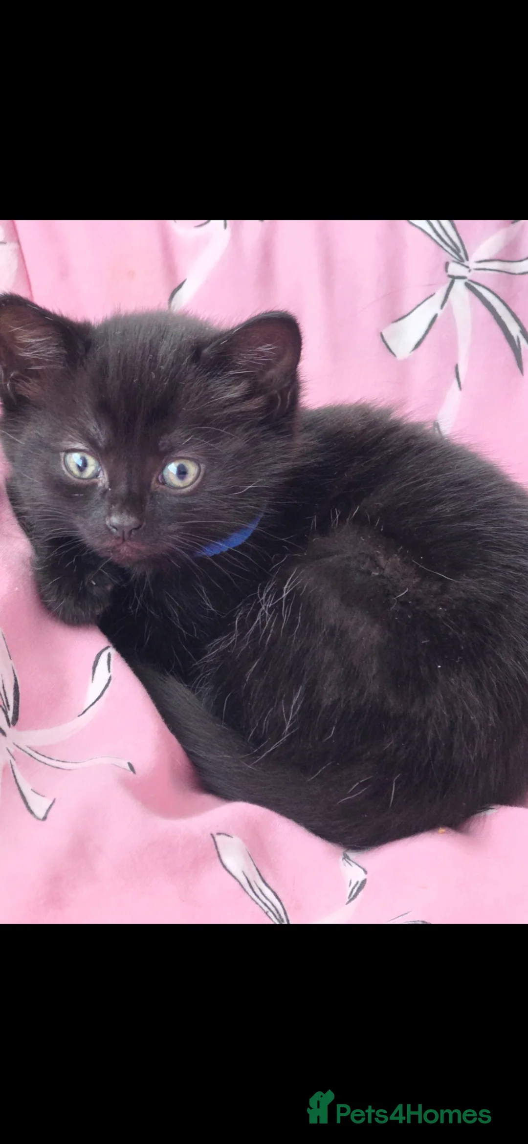 Mixed Breed cats for sale: 3 females left  - Advert 5