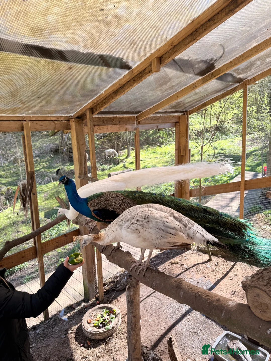 Peafowl poultry for sale: Hatching eggs in Derby - Advert 2