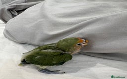Lovebirds birds for sale: Hand-Reared Baby Peach-Faced Lovebird - Image 5