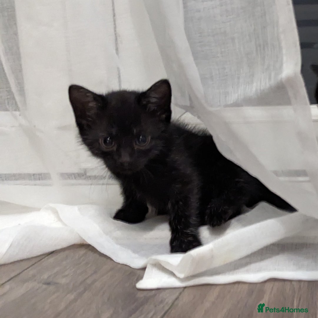 British Shorthair cats for sale: Black Slightly Fluffy Kittens  - Image 7