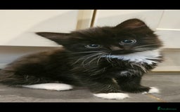 Mixed Breed cats for sale: Beautiful long haired kittens  - Image 5