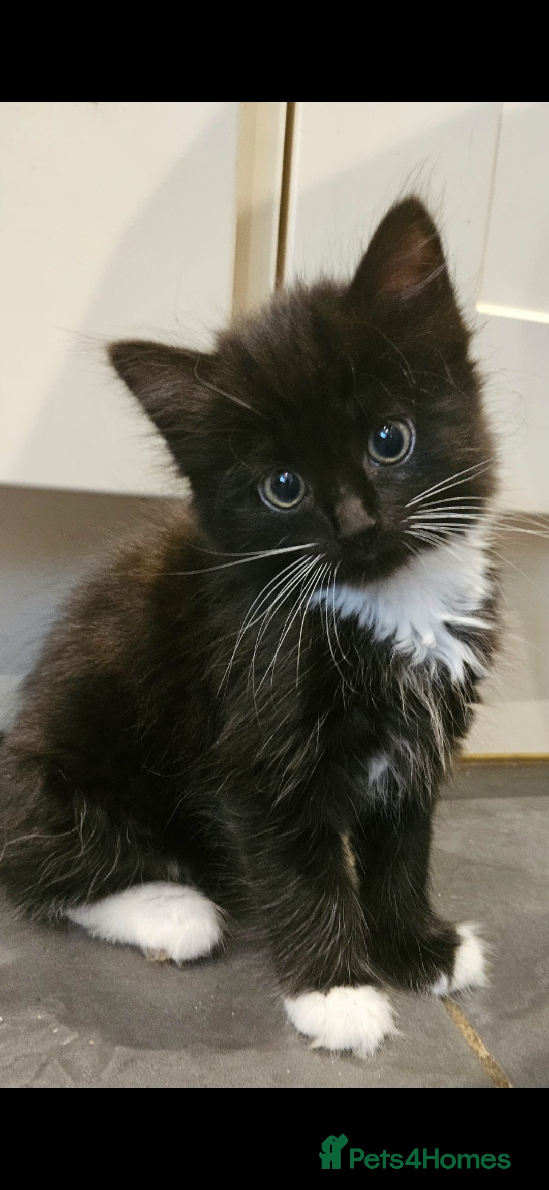 Mixed Breed cats for sale: Beautiful long haired kittens  - Image 5