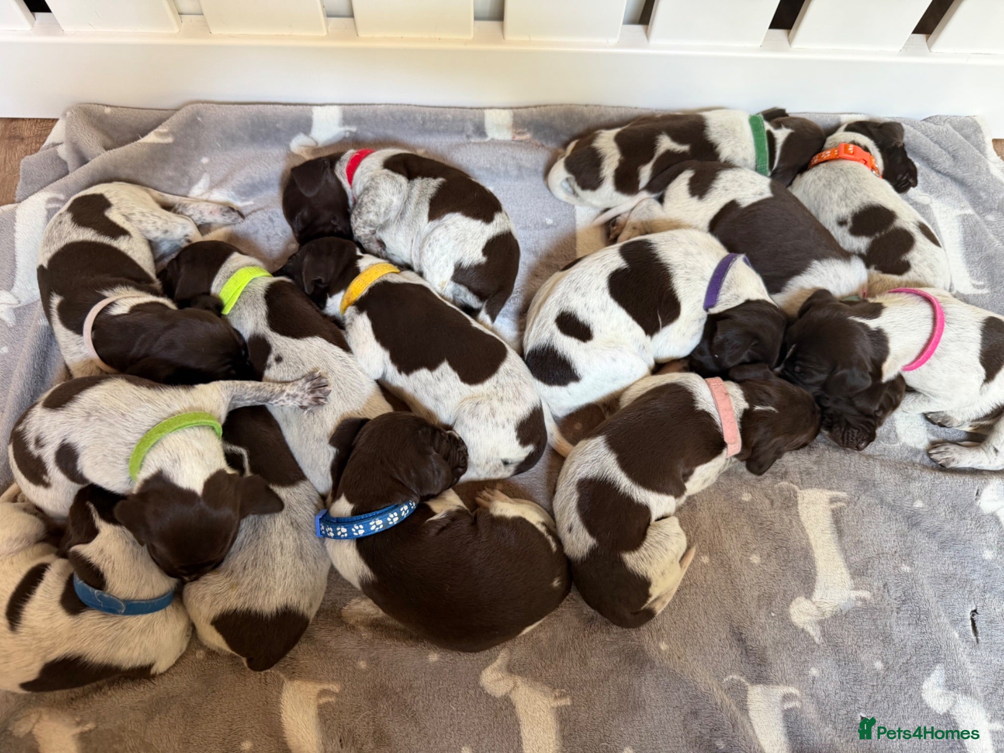 German Shorthaired Pointer dogs Stunning litter of 14 German short-haired pointers - Advert 1