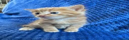 Maine Coon cats for sale: Maine coon kittens  - Advert 5
