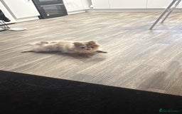 Pomeranian dogs for sale: 4 month old Merle Pomeranian boy  - Image 4