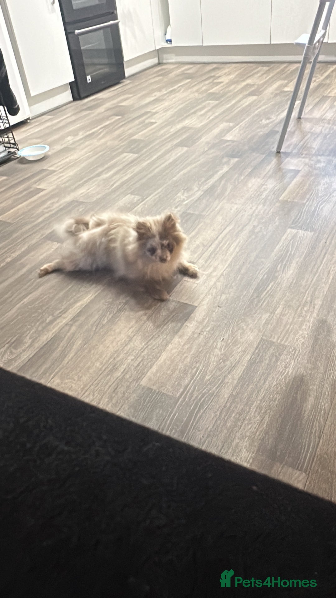 Pomeranian dogs for sale: 4 month old Merle Pomeranian boy  - Image 4