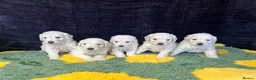 Goldendoodle dogs for sale: Beautiful f1 goldendoodle puppies  - Advert 6