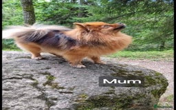 Pomeranian dogs for sale: Beautiful Pomeranian Puppies - Advert 3