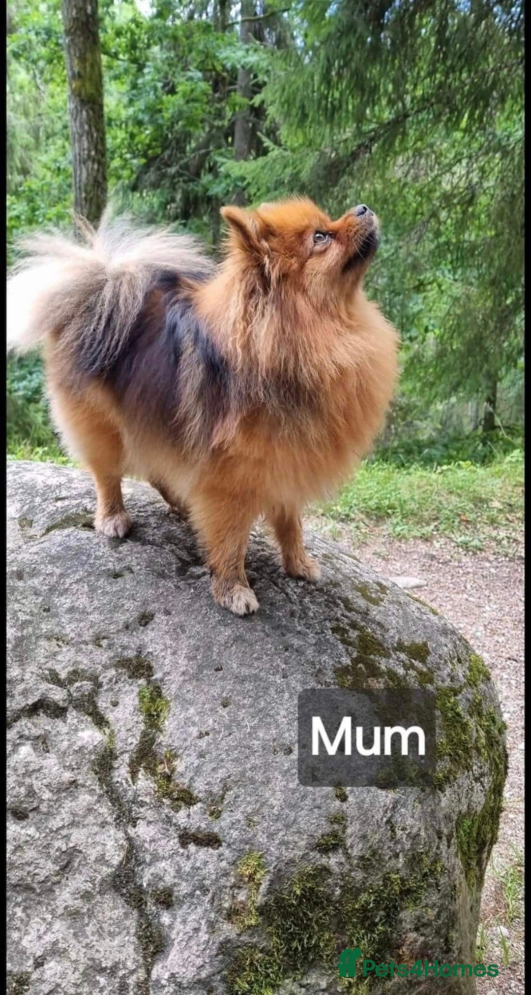 Pomeranian dogs for sale: Beautiful Pomeranian Puppies - Advert 3