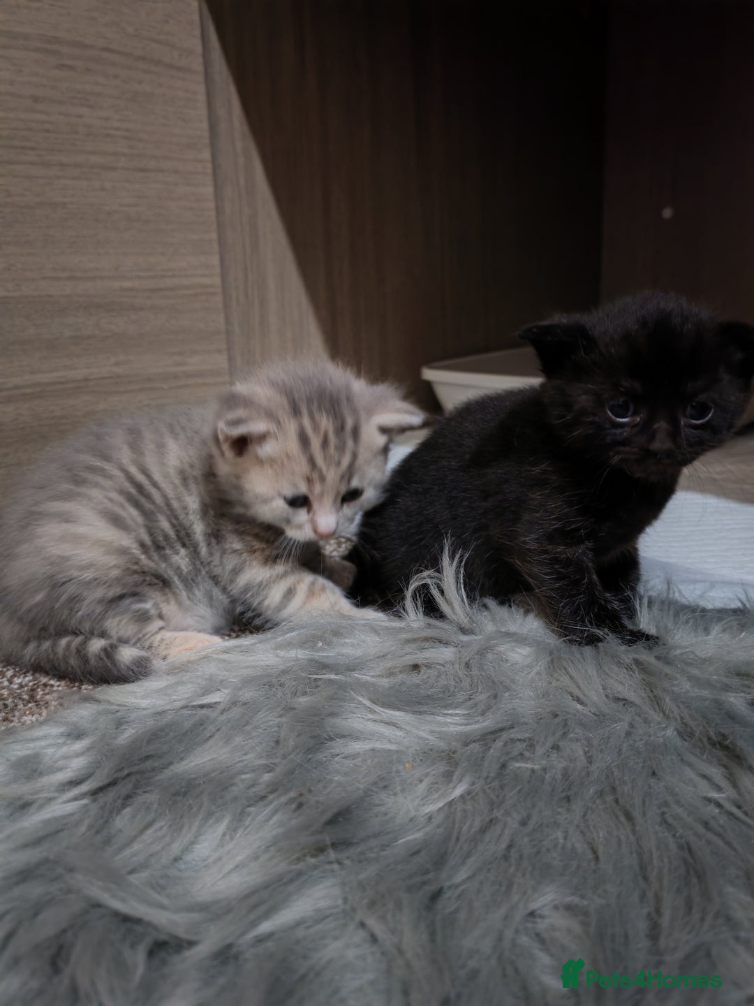 British Shorthair cats for sale: British shorthair kittens - Image 6