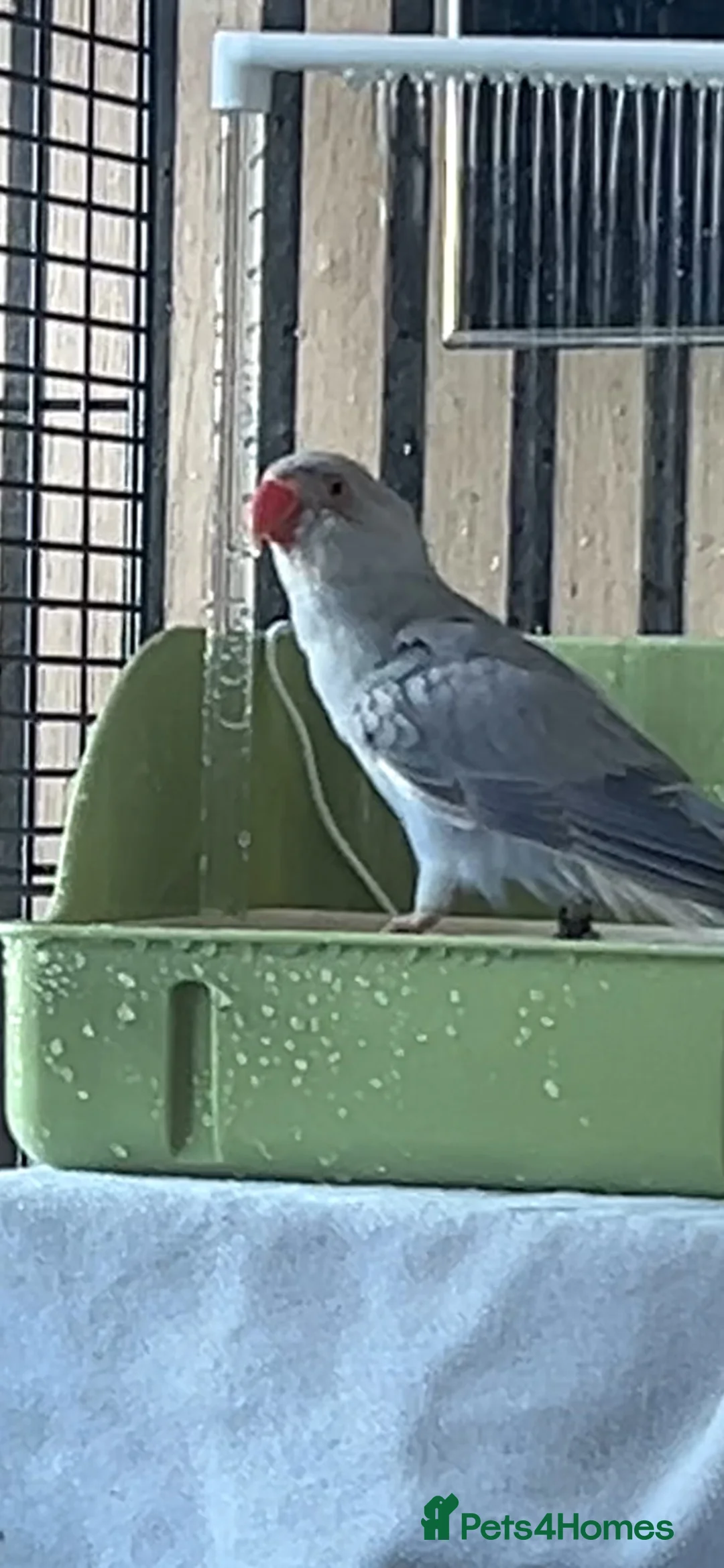 Ringnecks birds for sale: Violet baby Ringneck hand reared  in Southend-on-Sea - Advert 1
