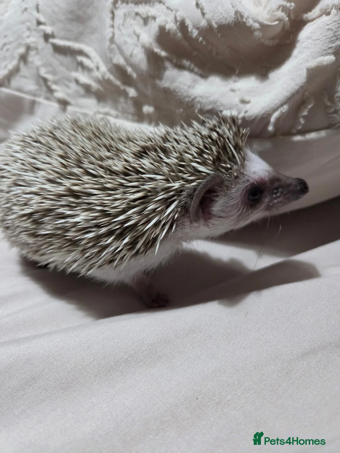 Pygmy Hedgehog rodents for sale: Pigmy hedgehogs  in Hounslow - Advert 7